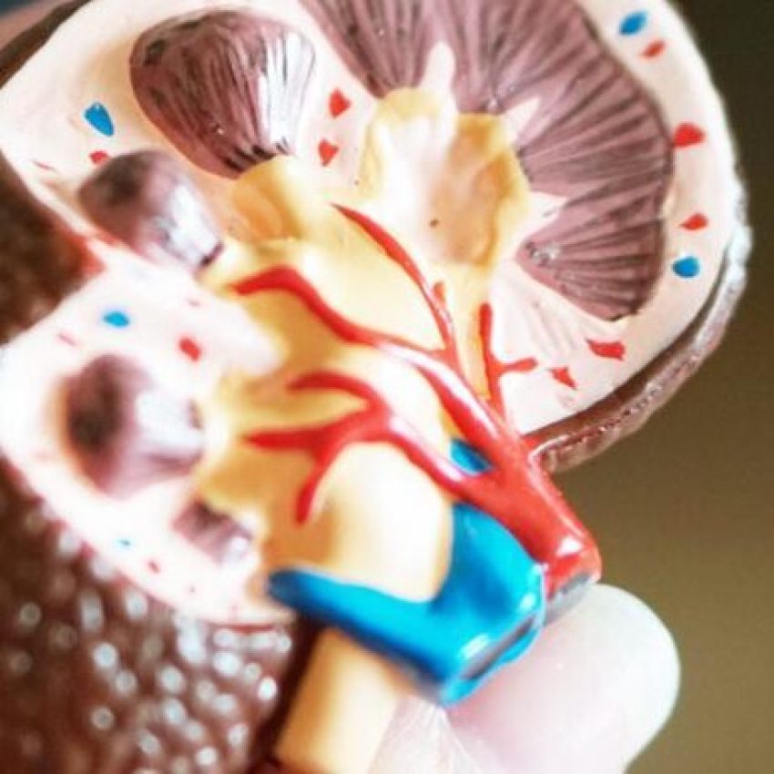 Especialidad en nefrología